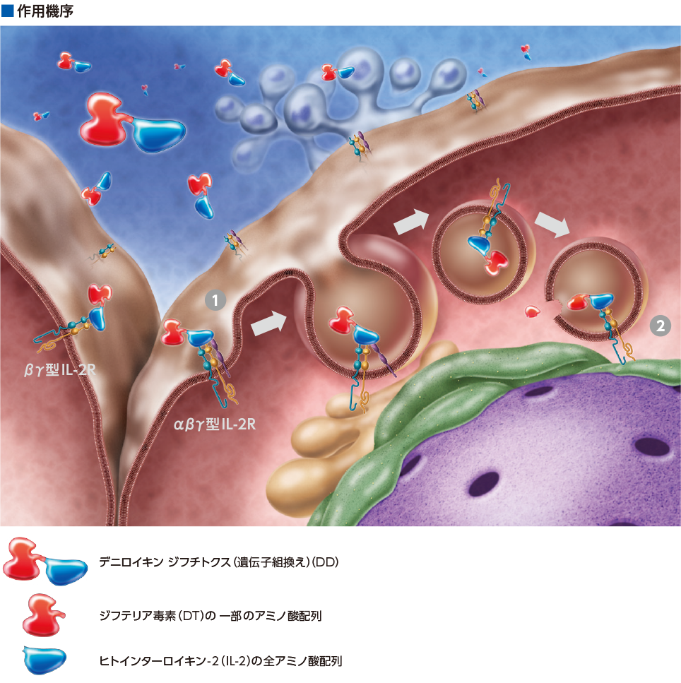 作用機序のイラスト
